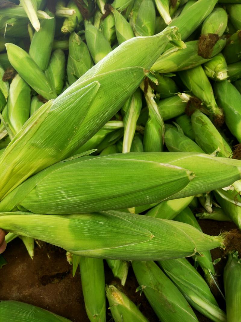 广东省徐闻县玉米，精品，饱满。