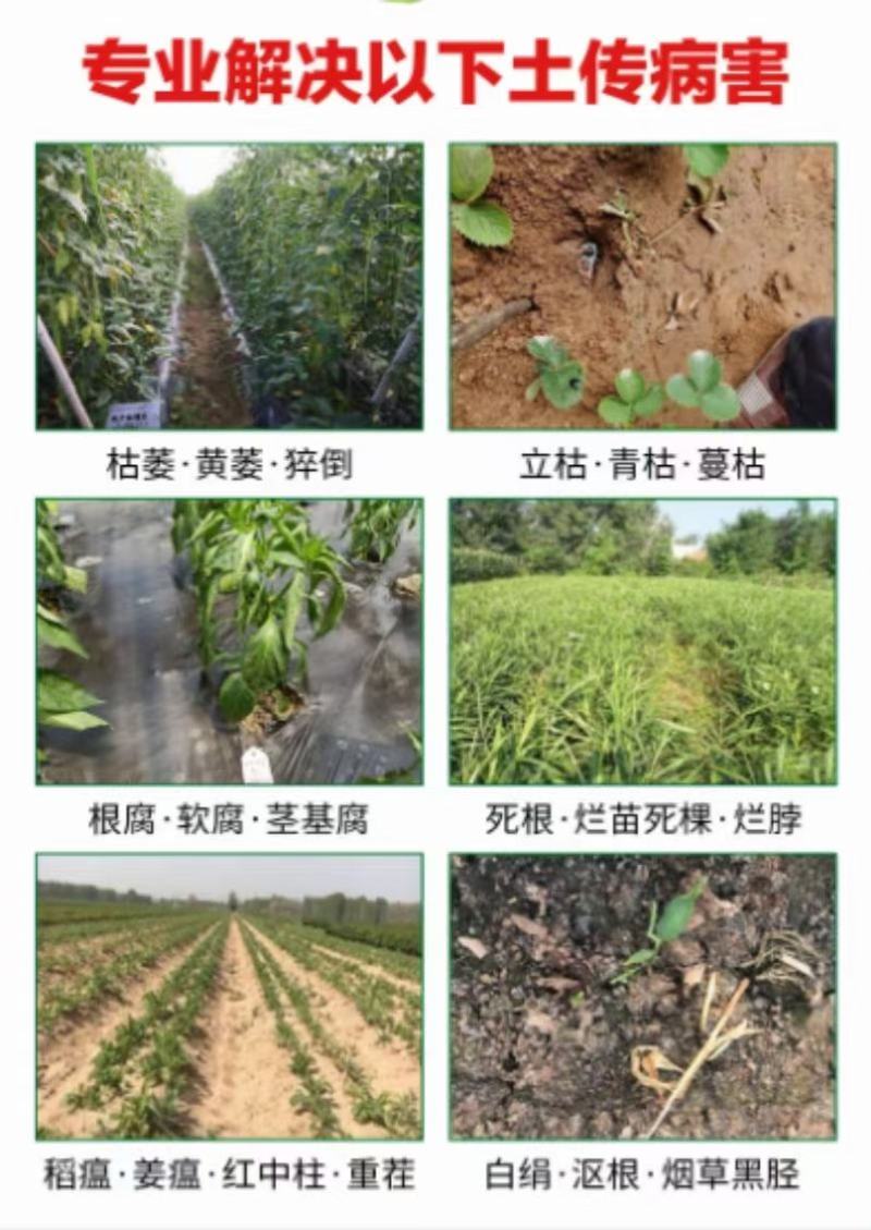 根腐病青枯病枯萎病蔓枯病软腐病等土传性病害专用药