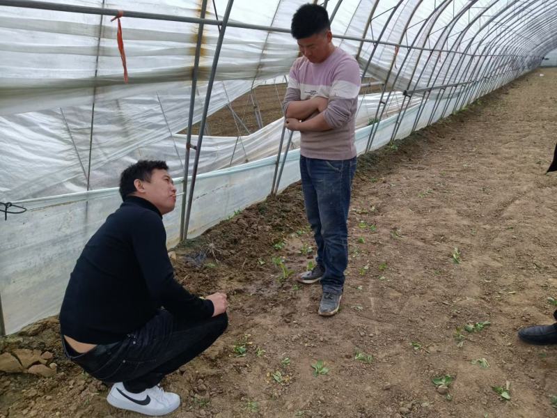 根腐病青枯病枯萎病蔓枯病软腐病等土传性病害专用药