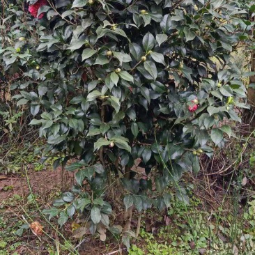 丛生茶花