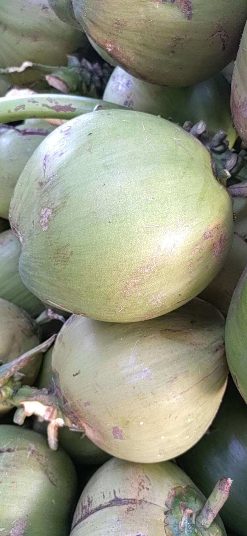 新鲜椰白，正宗海南文昌特产，去皮椰子，易开口