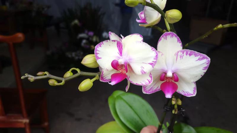 3.5寸水蜜桃蝴蝶兰，单梗双梗都有货，基地直发的，非常美