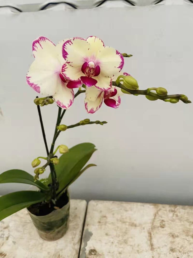 3.5寸水蜜桃蝴蝶兰，单梗双梗都有货，基地直发的，非常美