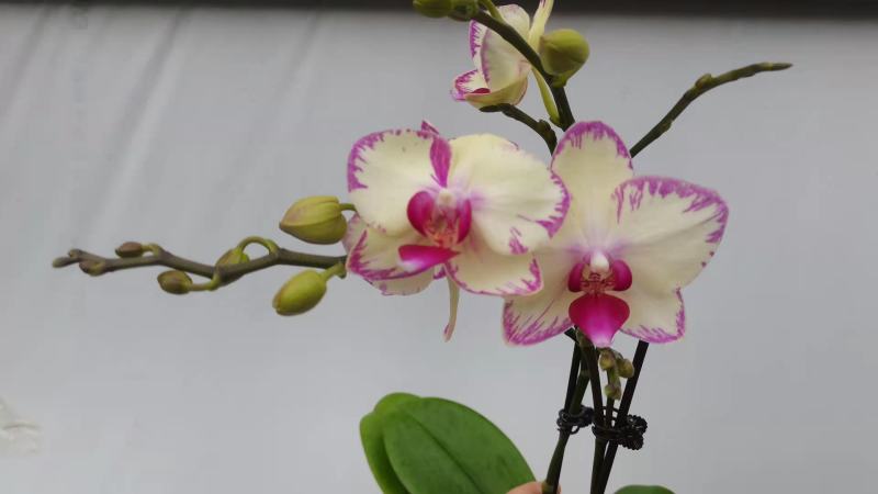3.5寸水蜜桃蝴蝶兰，单梗双梗都有货，基地直发的，非常美