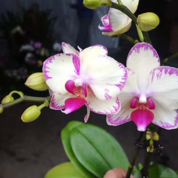 3.5寸水蜜桃蝴蝶兰，单梗双梗都有货，基地直发的，非常美