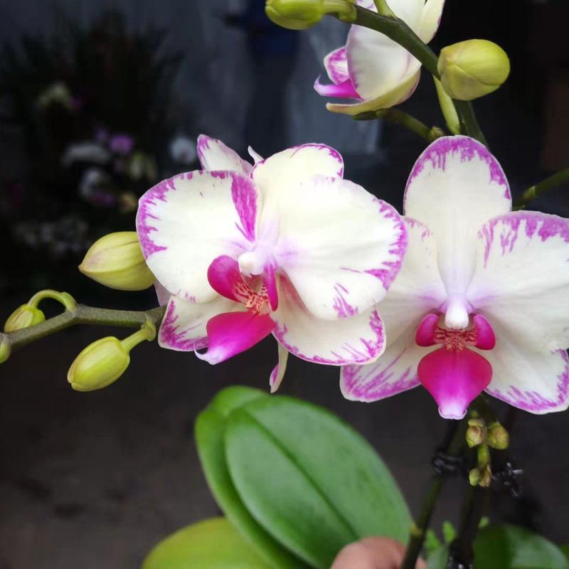 3.5寸水蜜桃蝴蝶兰，单梗双梗都有货，基地直发的，非常美
