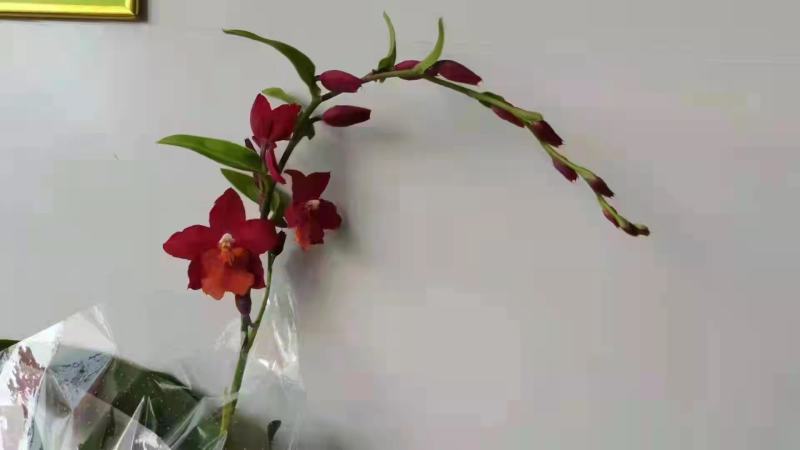 火烈鸟兰花24盆或48盆一件，基地直发，实物实拍图，多花