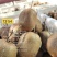 徐香猕猴桃！陕西周至徐香猕猴桃！全国**猕猴桃基地！