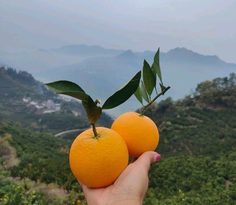 湖北血橙甜蜜多汁一手货源基地直发可视频看货