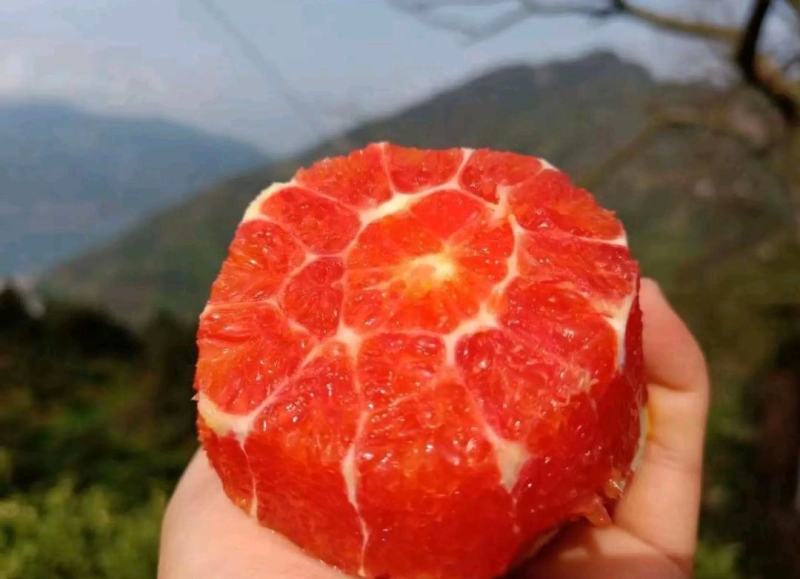 湖北血橙甜蜜多汁一手货源基地直发可视频看货