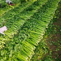 商河县白桥镇暖棚芹菜