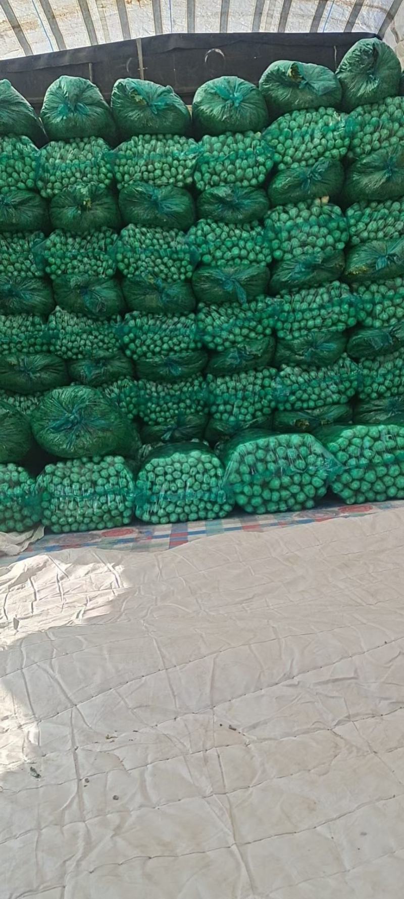 商河县白桥镇暖棚芹菜