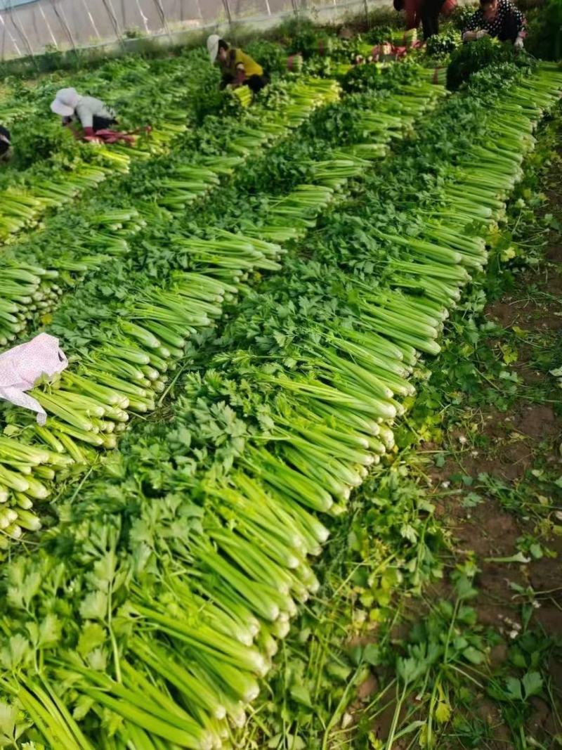 商河县白桥镇暖棚芹菜