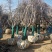 樱花树8-15公分精品樱花供应，价格低于市场价。