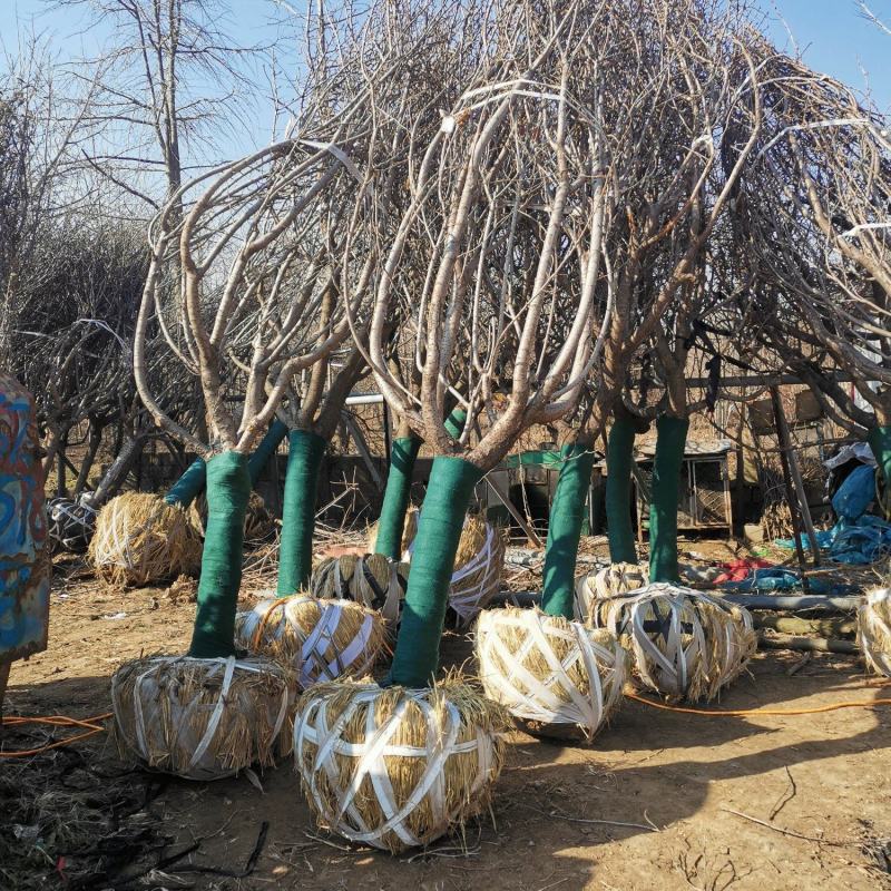 樱花树8-15公分精品樱花供应，价格低于市场价。