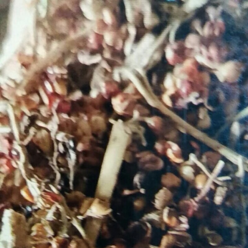 高粱壳，牛羊的好饲料，无土，