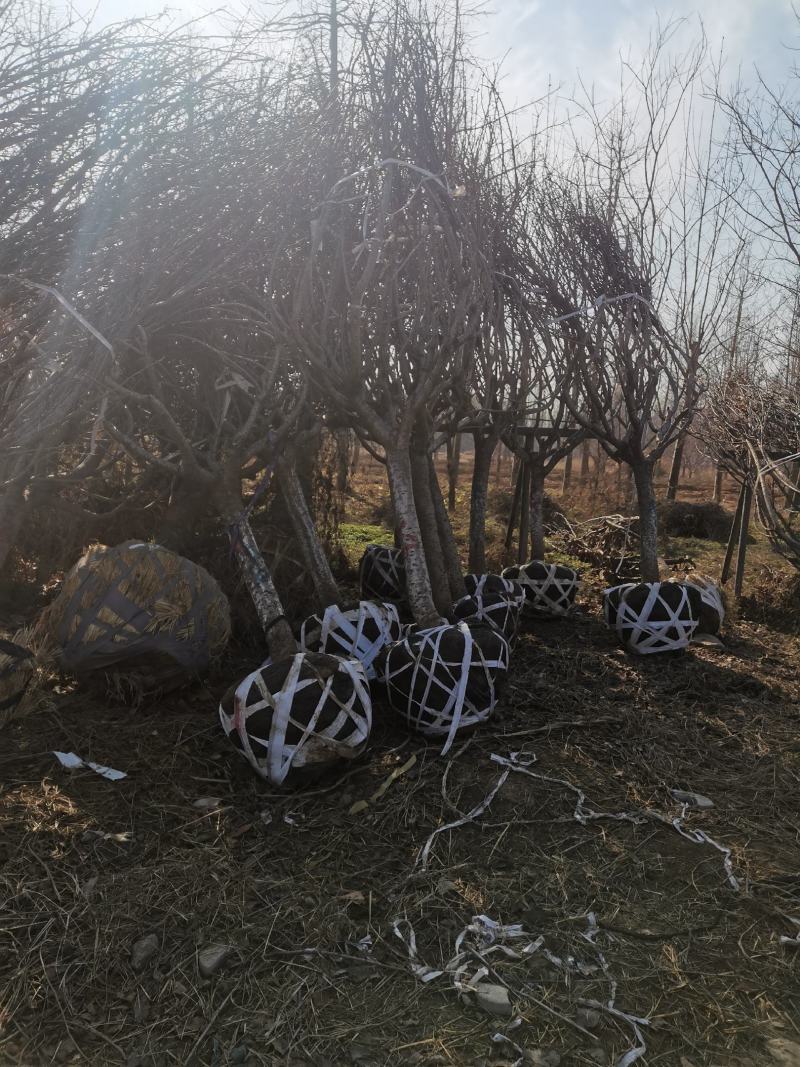 樱花树8-15公分精品樱花供应，价格低于市场价。