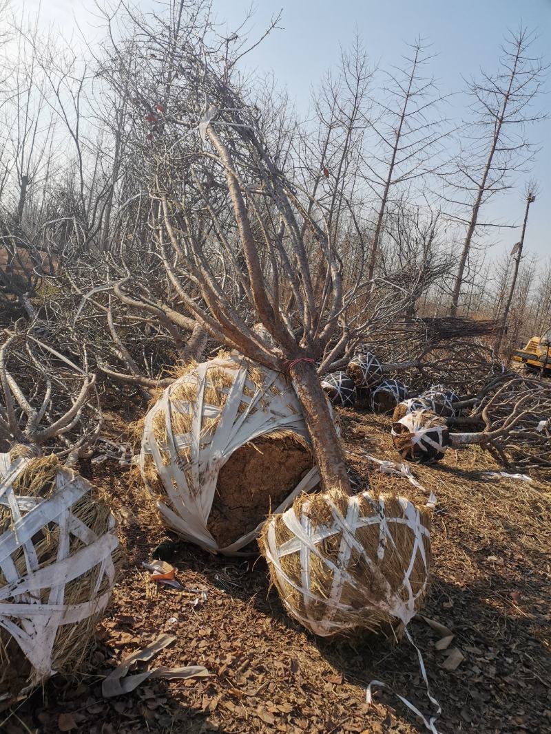 樱花树8-15公分精品樱花供应，价格低于市场价。