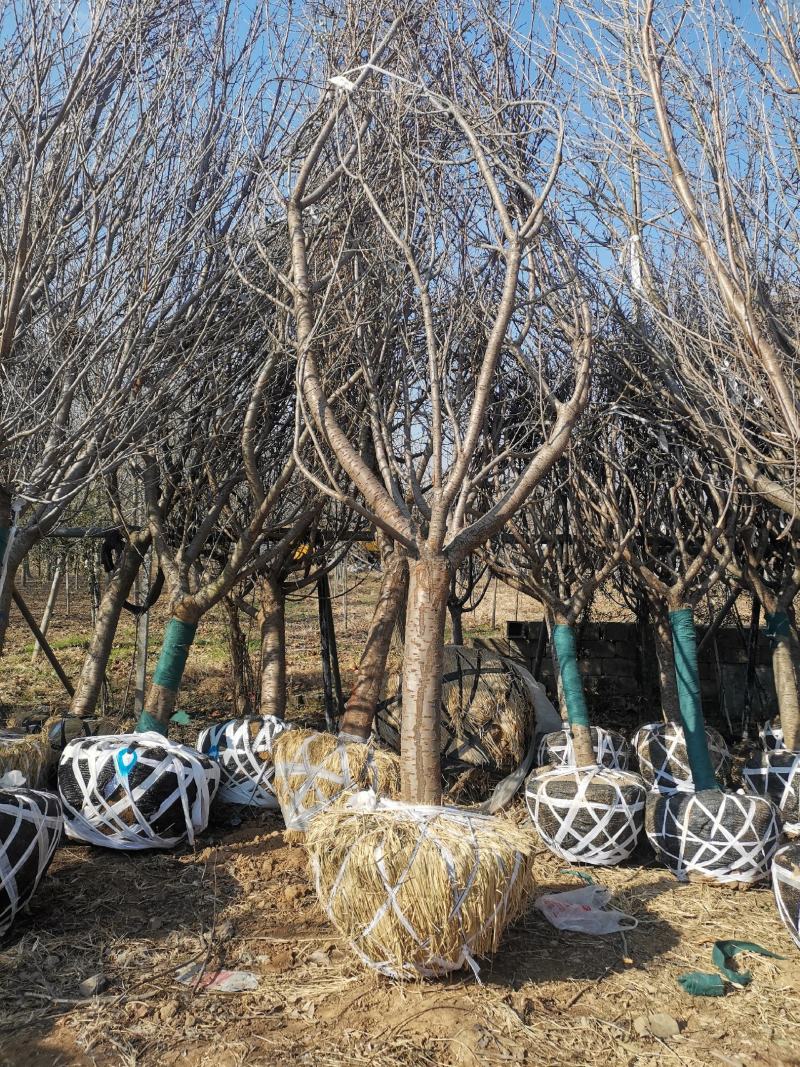 樱花树8-15公分精品樱花供应，价格低于市场价。