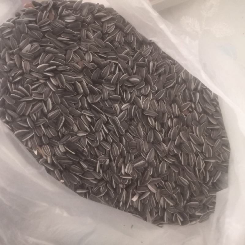 562油葵千粒720颗粒饱满