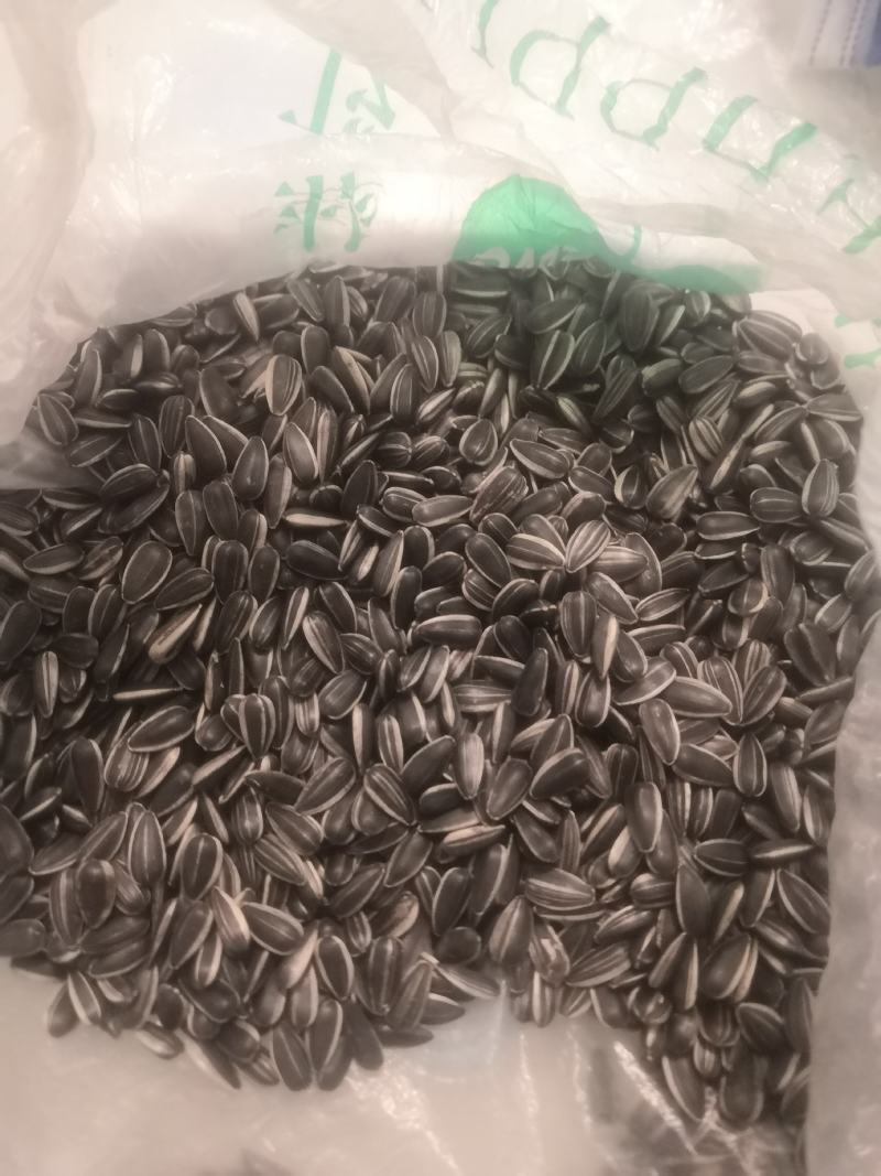 562油葵千粒720颗粒饱满