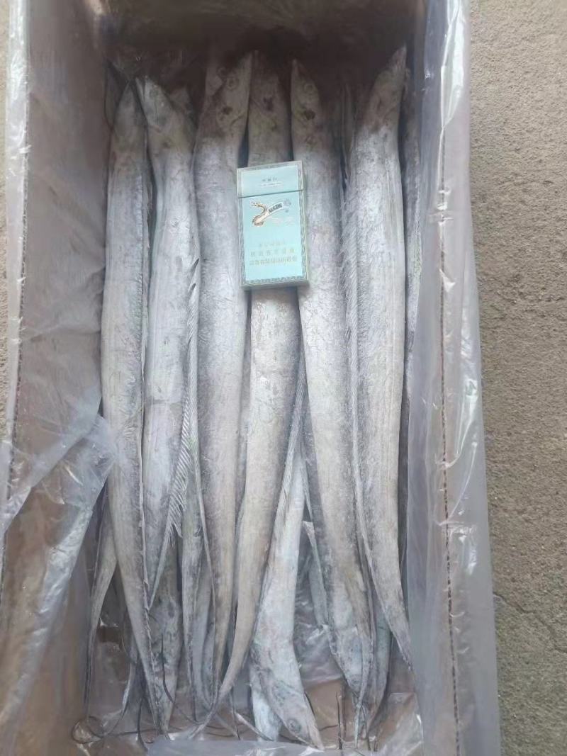 东海带鱼大规格干冰条冻东海国产带鱼没包冰不包运费量大从优