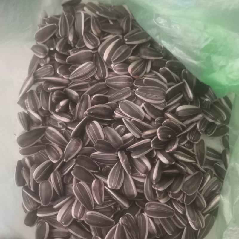 3135葵花4吨颗粒饱满