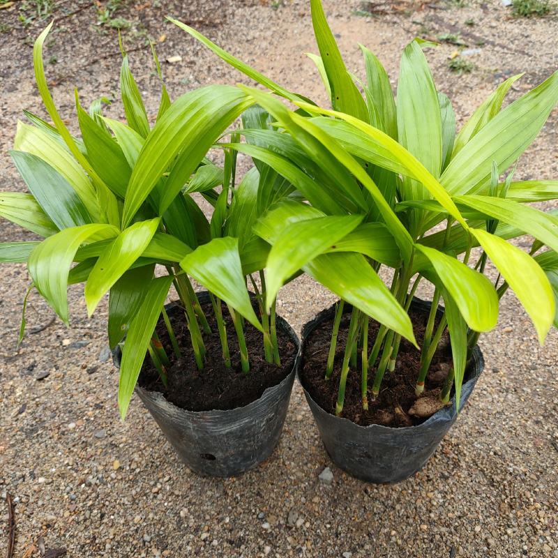 三药槟榔苗棕榈科庭院景观树种观叶绿植美观好养