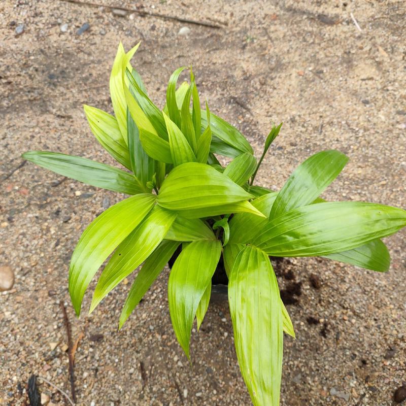 三药槟榔苗棕榈科庭院景观树种观叶绿植美观好养