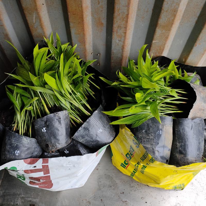 三药槟榔苗棕榈科庭院景观树种观叶绿植美观好养