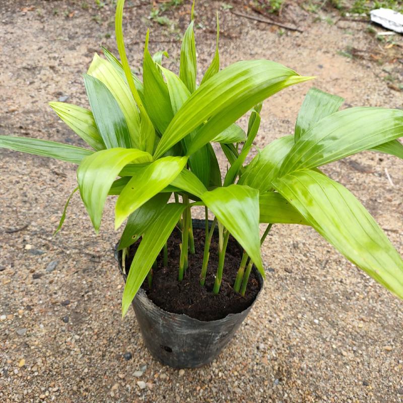 三药槟榔苗棕榈科庭院景观树种观叶绿植美观好养