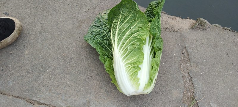 黄心大白菜