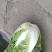 黄心大白菜