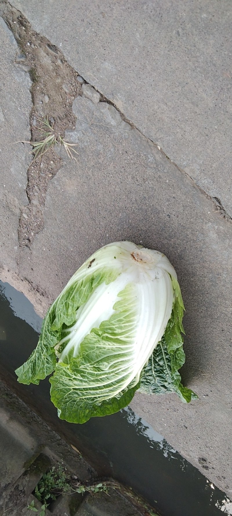 黄心大白菜
