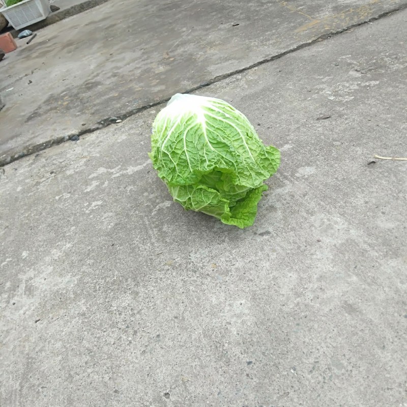黄心大白菜