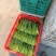精品菜心特价处理给钱就卖