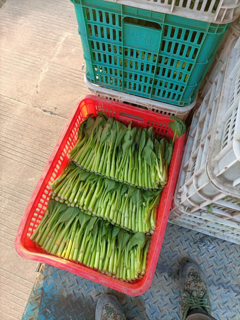 精品菜心特价处理给钱就卖