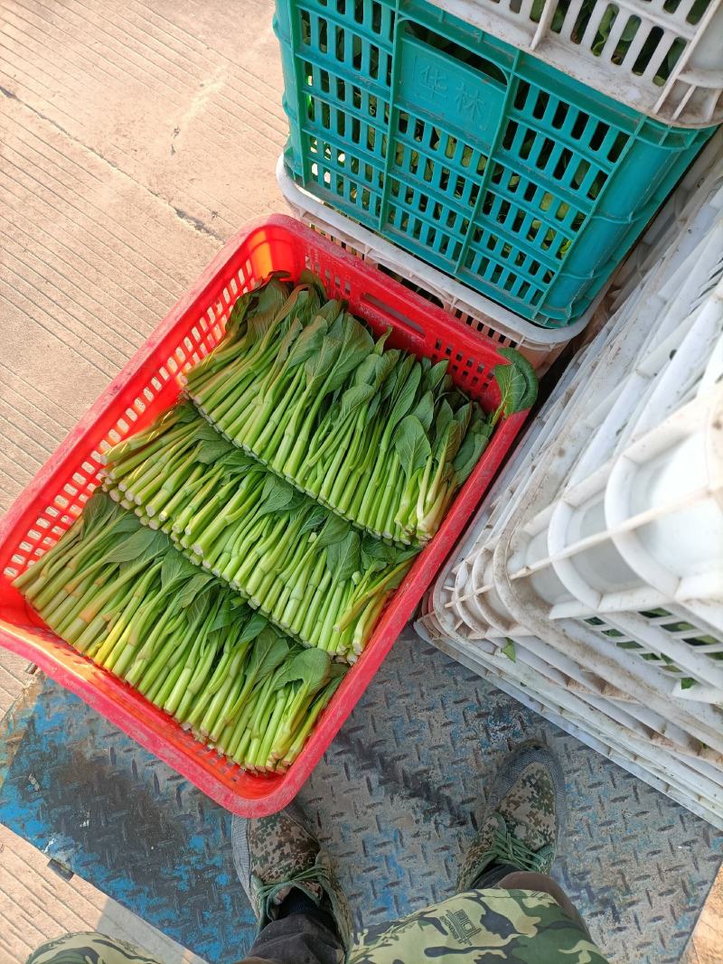精品菜心特价处理给钱就卖