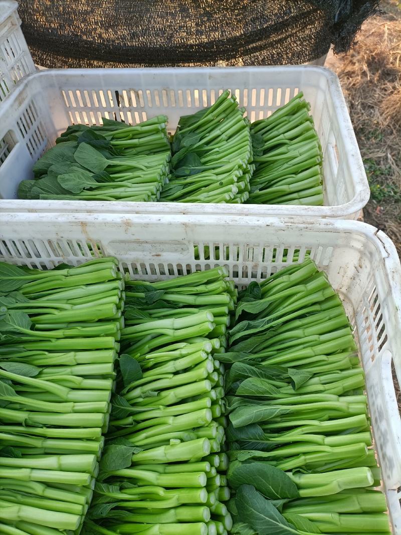 精品菜心特价处理给钱就卖
