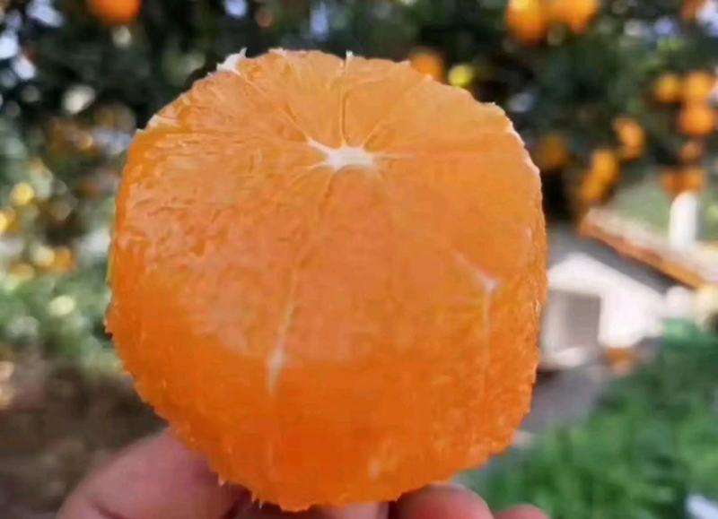 秭归长虹脐橙产地直供质量保证价格优惠诚信代办
