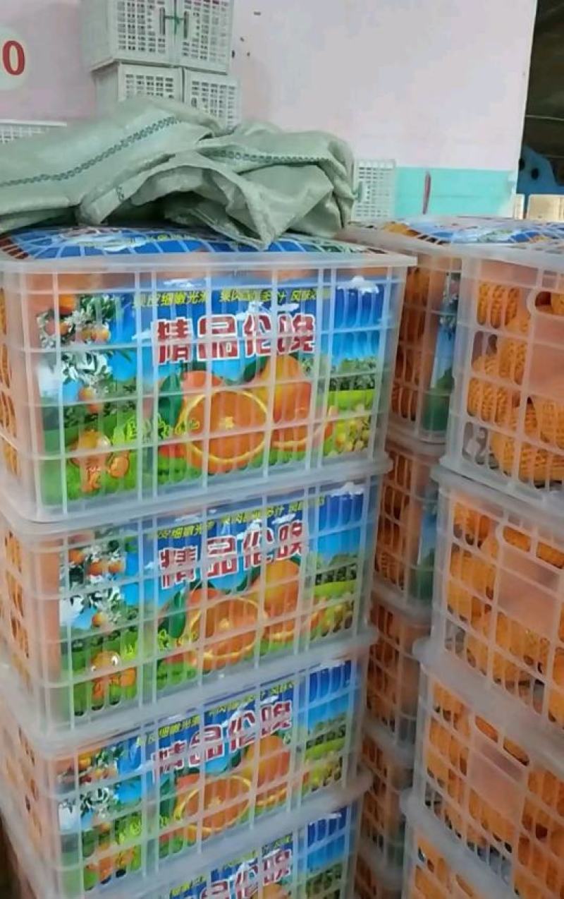 秭归长虹脐橙产地直供质量保证价格优惠诚信代办