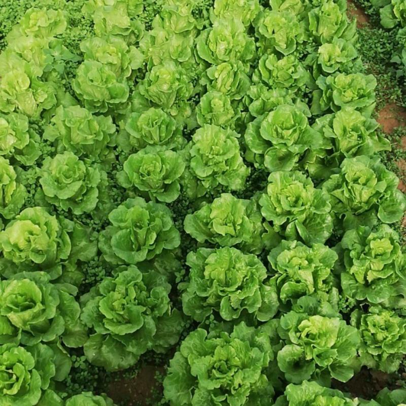 生菜