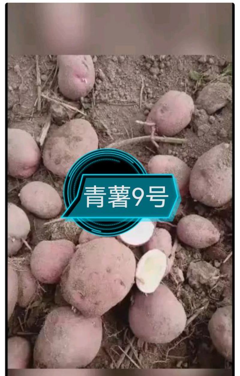 青薯9号，