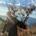 映山红树桩