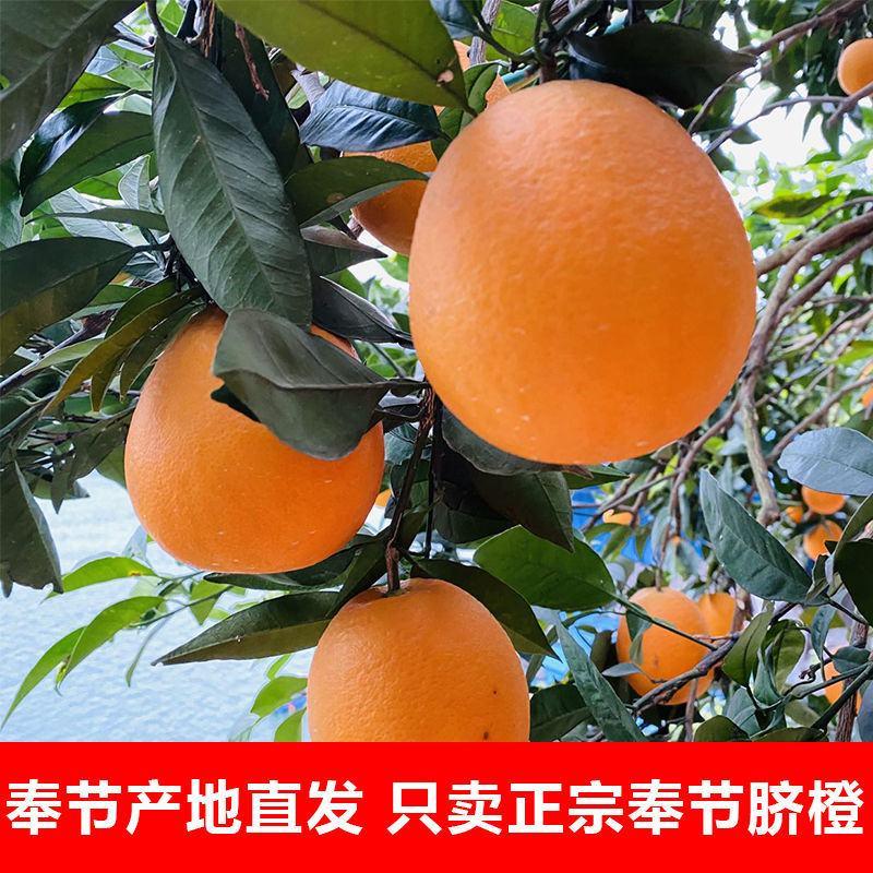 脐橙奉节脐橙果园直发供应电商批发商（量大优费）货品
