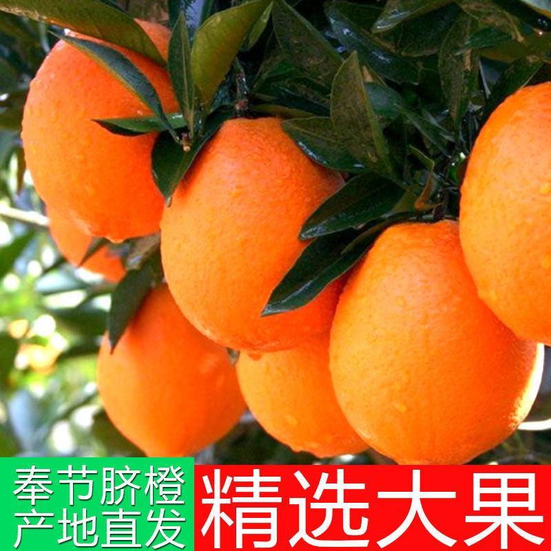 脐橙奉节脐橙果园直发供应电商批发商（量大优费）货品