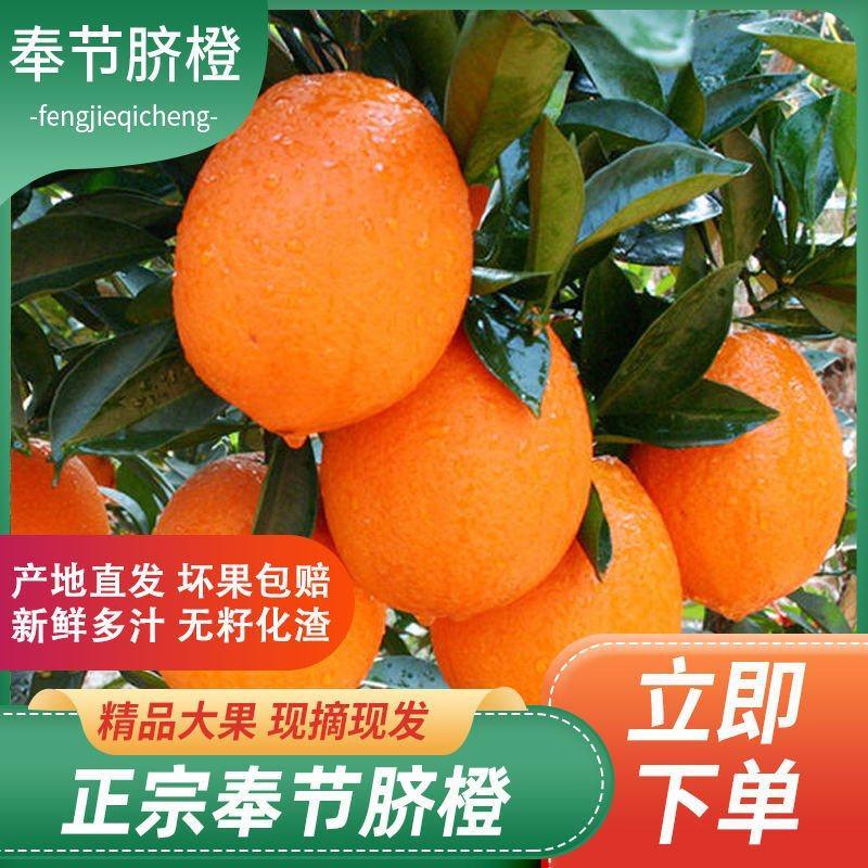 脐橙长虹圆虹原产地水果奉节脐橙品种繁多、量大价优