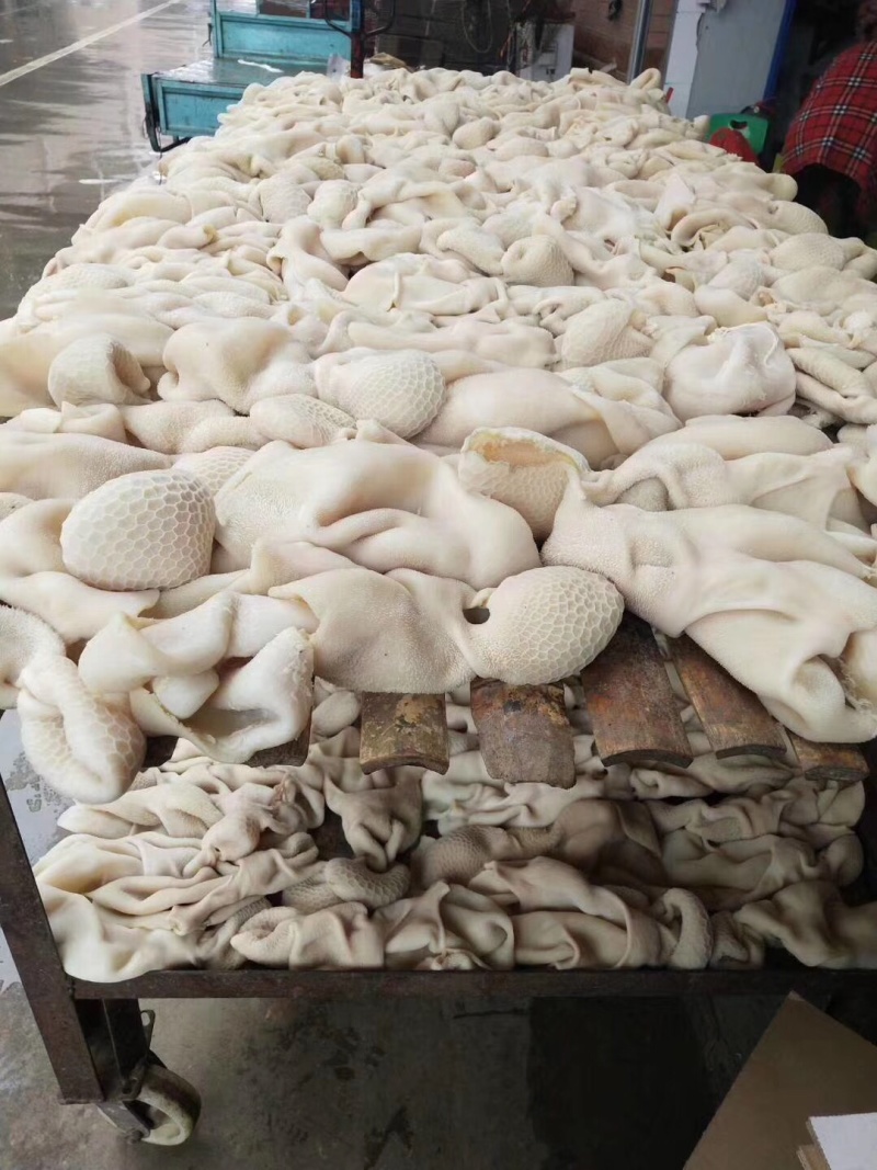 羊肚