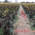 龙盛油亮七星剑红菜苔种子油亮紫红，质细腻味清香略微苦