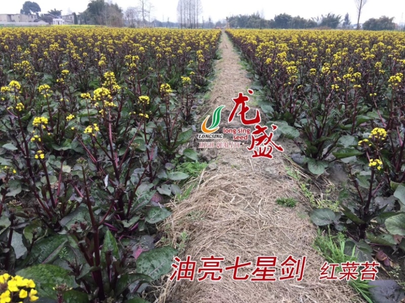 龙盛油亮七星剑红菜苔种子油亮紫红，质细腻味清香略微苦